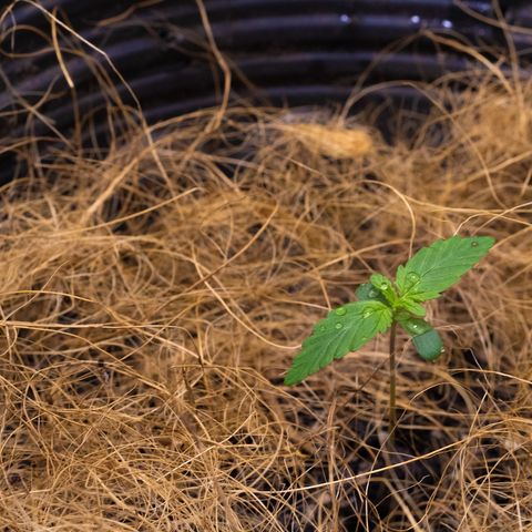 Gelato Hash (11L) growlog photo: Germ. plantas companheiras