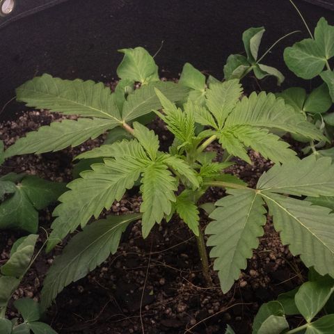 Bela BB (38L) growlog timeline photo