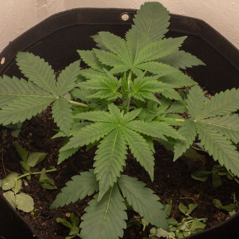 Bela BB (38L) growlog timeline photo