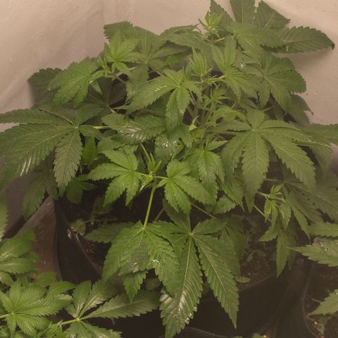 Bela BB (38L) growlog photo: Rega foliar EM e LAB (2ml/cada)