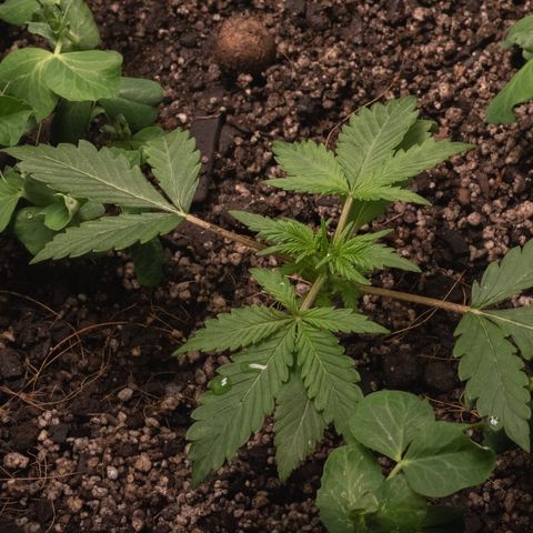 Minha Nega (38L) growlog timeline photo