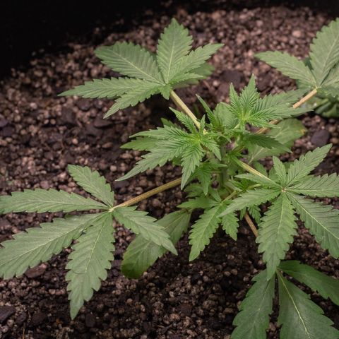 Minha Nega (38L) growlog photo: Desenvolvimento mais lento e planta aparentemente estava travada.