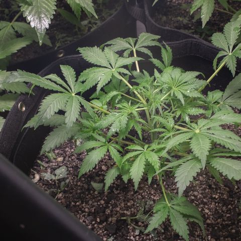 Minha Nega (38L) growlog photo: Melhora no desenvolvimento com diminuição de luz (deixando 1 painel de led)