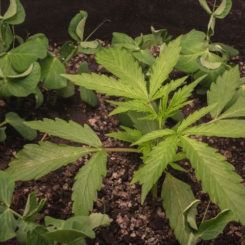 Maria Doce - MD (38L) growlog timeline photo