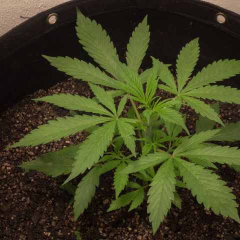 Maria Doce - MD (38L) growlog timeline photo