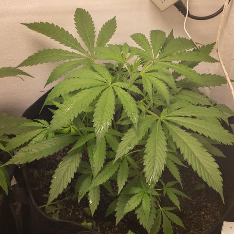Maria Doce - MD (38L) growlog timeline photo