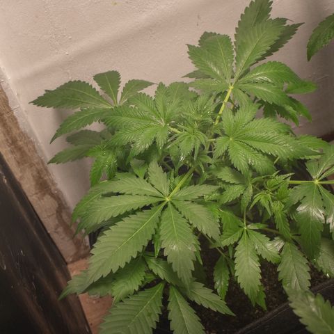 Gelato Hash (11L) growlog timeline photo