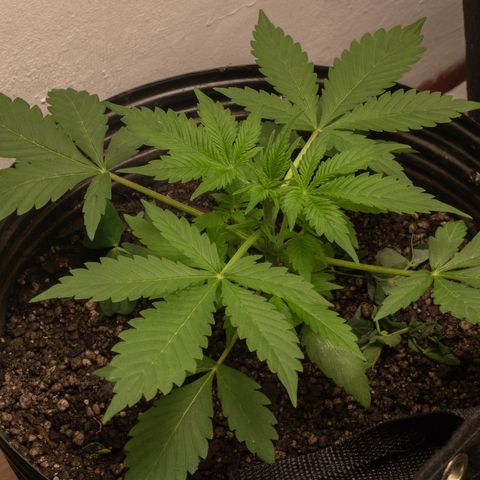 Gelato Hash (11L) growlog timeline photo
