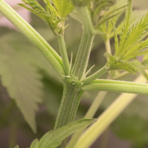 Bela BB (38L) growlog photo: Primeiro dia de flora
