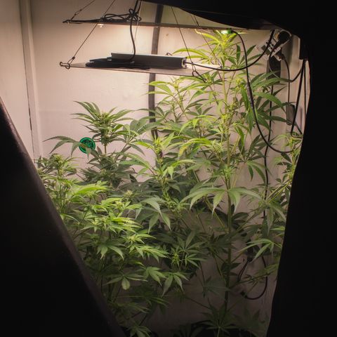 Bela BB (38L) growlog photo: Após alguns obstáculos, estão firmes e fortes 💪🏾