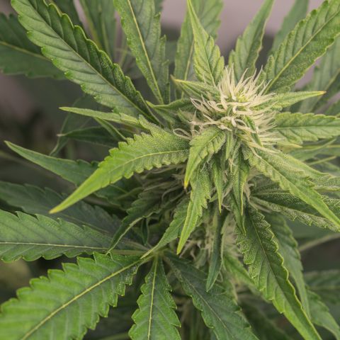 Bela BB (38L) growlog photo: Após alguns obstáculos, estão firmes e fortes 💪🏾