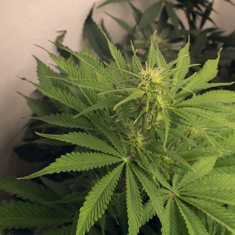 Gelato Hash (11L) growlog timeline photo