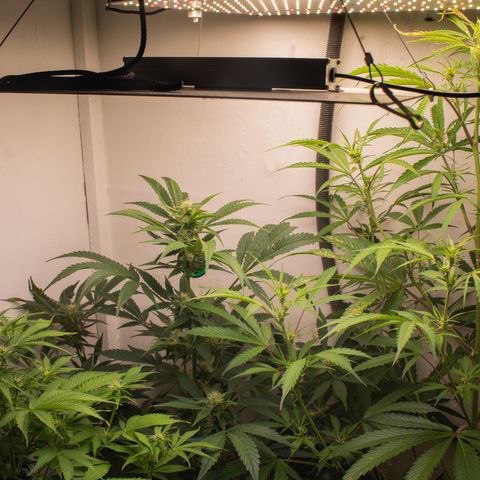 Gelato Hash (11L) growlog timeline photo