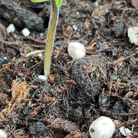 Quick One Auto - Royal Queen seeds  growlog photo: Tag 2