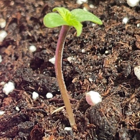 Quick One Auto - Royal Queen seeds  growlog timeline photo