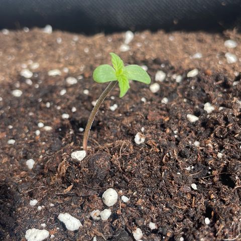 Quick One Auto - Royal Queen seeds  growlog timeline photo