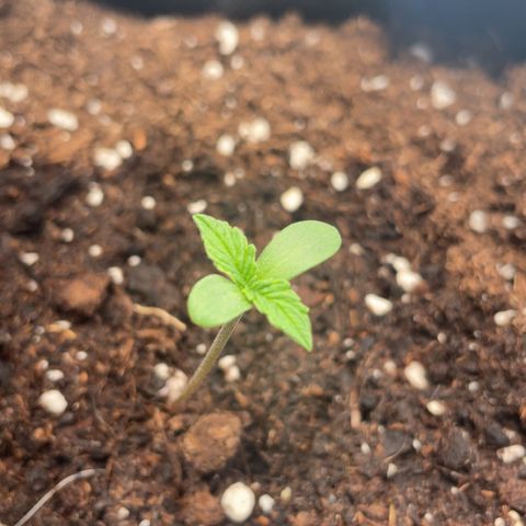 Quick One Auto - Royal Queen seeds  growlog timeline photo