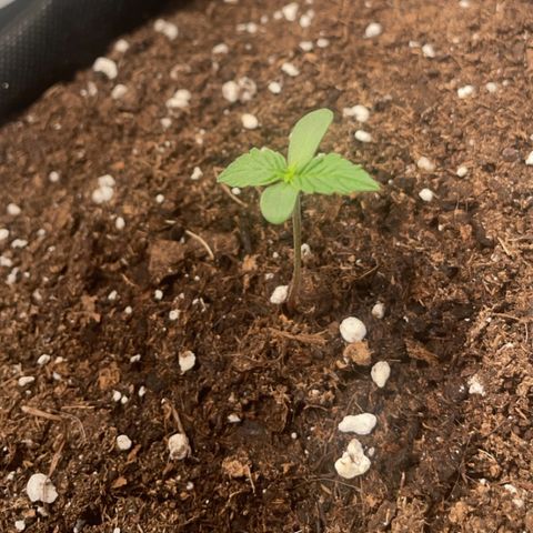 Quick One Auto - Royal Queen seeds  growlog timeline photo