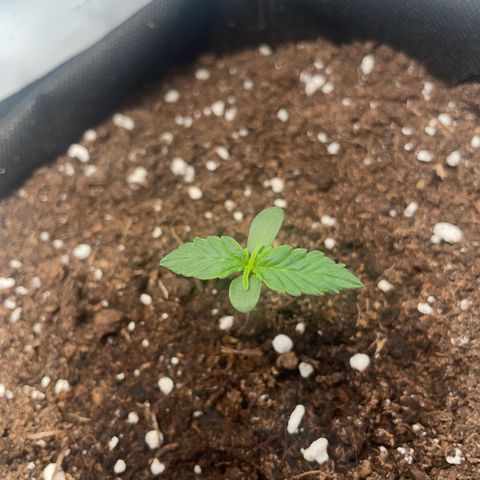 Quick One Auto - Royal Queen seeds  growlog timeline photo