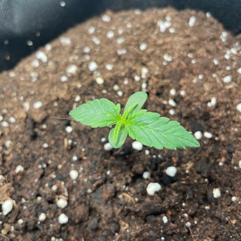 Quick One Auto - Royal Queen seeds  growlog timeline photo