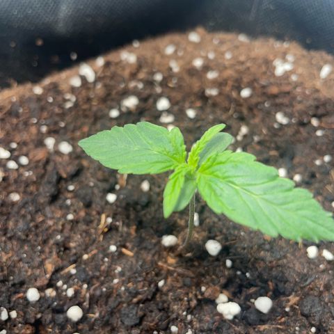 Quick One Auto - Royal Queen seeds  growlog timeline photo
