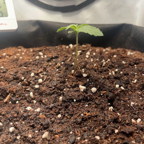Quick One Auto - Royal Queen seeds  growlog timeline photo