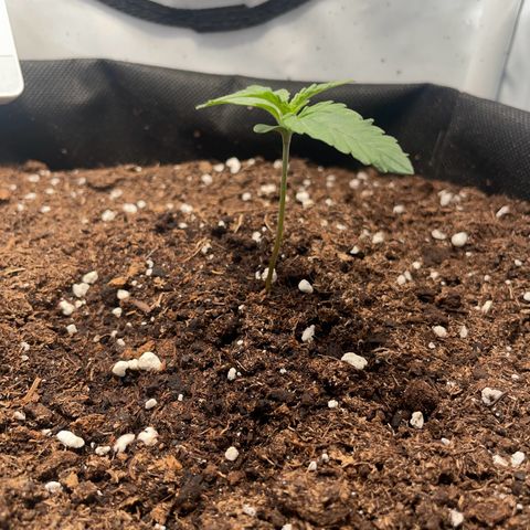 Quick One Auto - Royal Queen seeds  growlog timeline photo