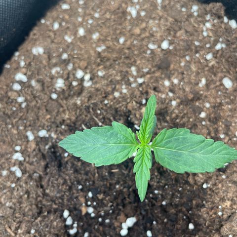Quick One Auto - Royal Queen seeds  growlog timeline photo