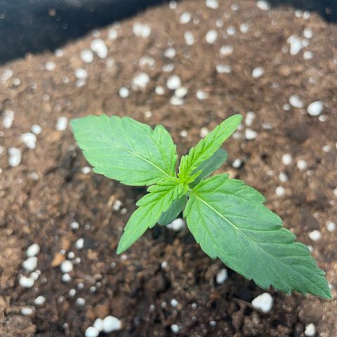 Quick One Auto - Royal Queen seeds  growlog timeline photo