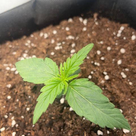 Quick One Auto - Royal Queen seeds  growlog photo: Wird immer größer :) 