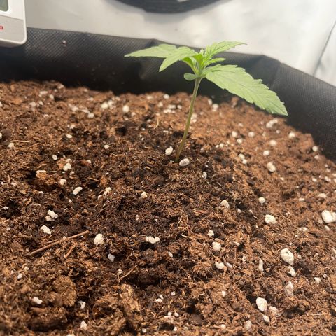 Quick One Auto - Royal Queen seeds  growlog photo: Wird immer größer :) 