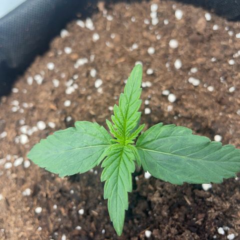 Quick One Auto - Royal Queen seeds  growlog photo: Wird immer größer :) 