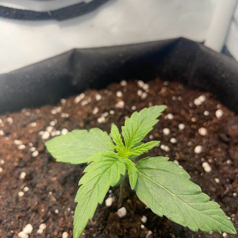 Quick One Auto - Royal Queen seeds  growlog timeline photo