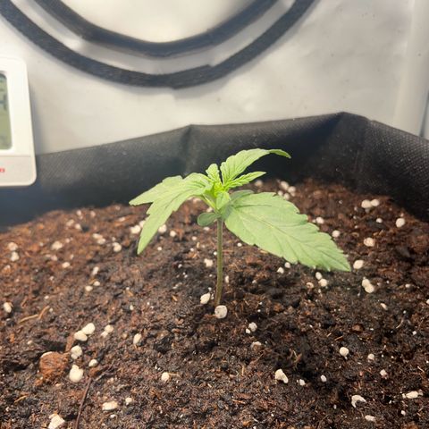 Quick One Auto - Royal Queen seeds  growlog timeline photo