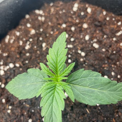 Quick One Auto - Royal Queen seeds  growlog timeline photo