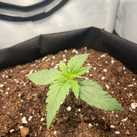 Quick One Auto - Royal Queen seeds  growlog timeline photo