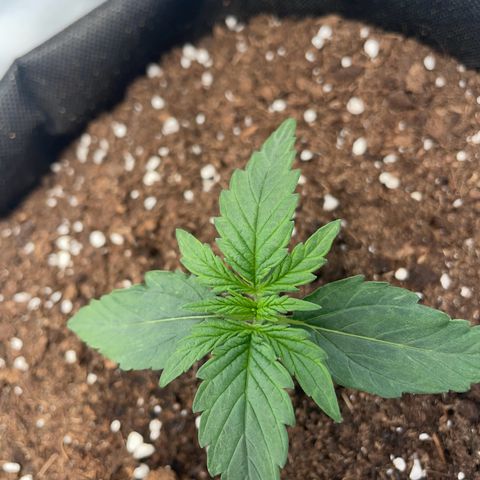 Quick One Auto - Royal Queen seeds  growlog timeline photo