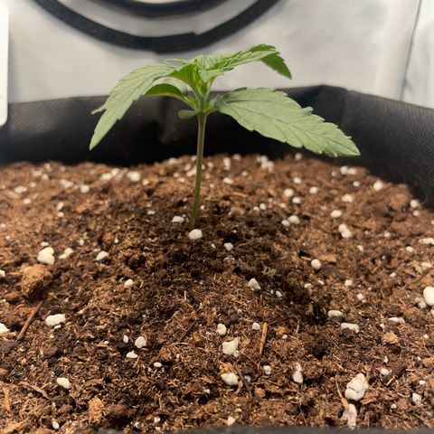 Quick One Auto - Royal Queen seeds  growlog timeline photo