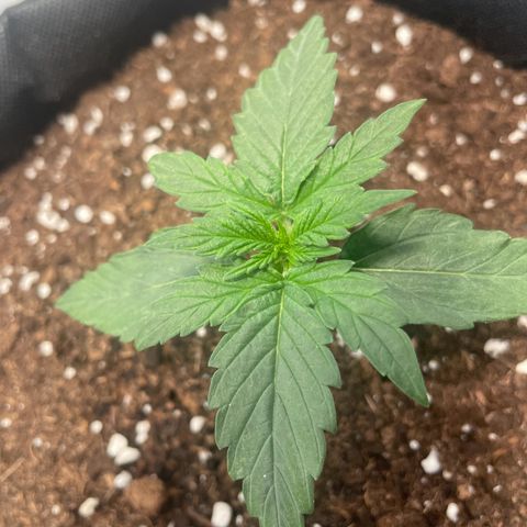 Quick One Auto - Royal Queen seeds  growlog timeline photo