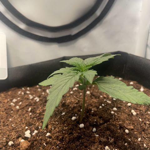 Quick One Auto - Royal Queen seeds  growlog timeline photo