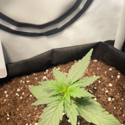 Quick One Auto - Royal Queen seeds  growlog photo: Wächst immer mehr :) 