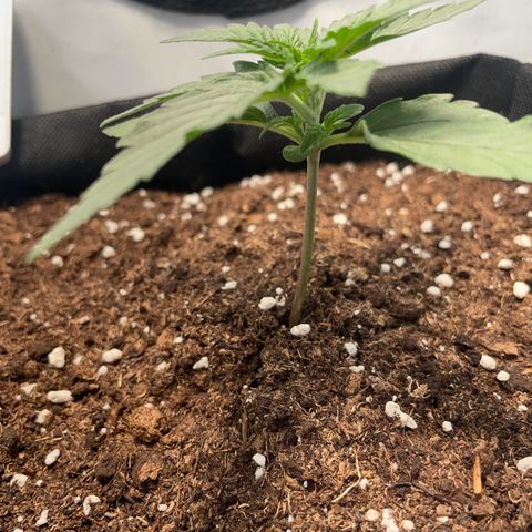 Quick One Auto - Royal Queen seeds  growlog photo: Wächst immer mehr :) 