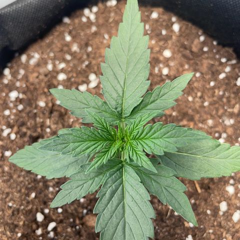 Quick One Auto - Royal Queen seeds  growlog photo: Wächst immer mehr :) 