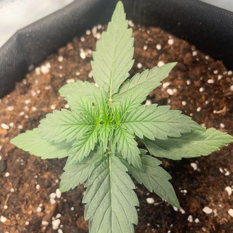 Quick One Auto - Royal Queen seeds  growlog photo: Schwer die richtige Temperatur zu halten im Micro Zelt. 