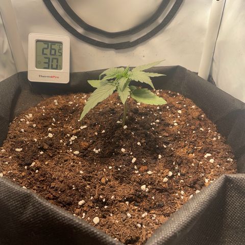 Quick One Auto - Royal Queen seeds  growlog photo: Schwer die richtige Temperatur zu halten im Micro Zelt. 