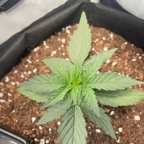 Quick One Auto - Royal Queen seeds  growlog timeline photo