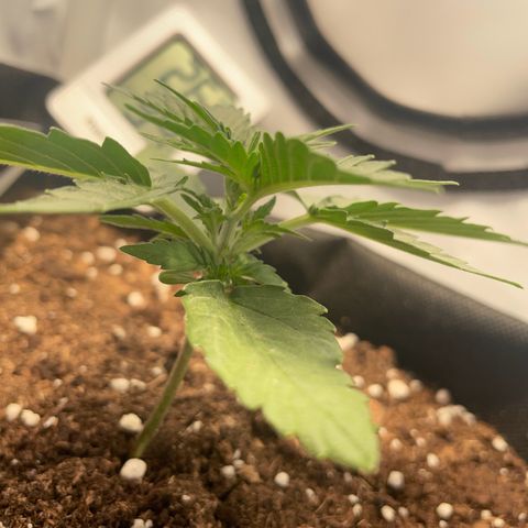 Quick One Auto - Royal Queen seeds  growlog timeline photo