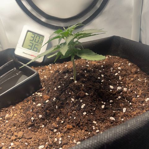 Quick One Auto - Royal Queen seeds  growlog photo: Riecht schon etwas nach Gras 
