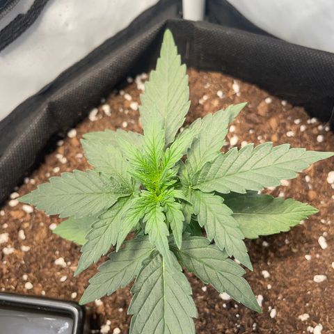 Quick One Auto - Royal Queen seeds  growlog photo: Riecht schon etwas nach Gras 