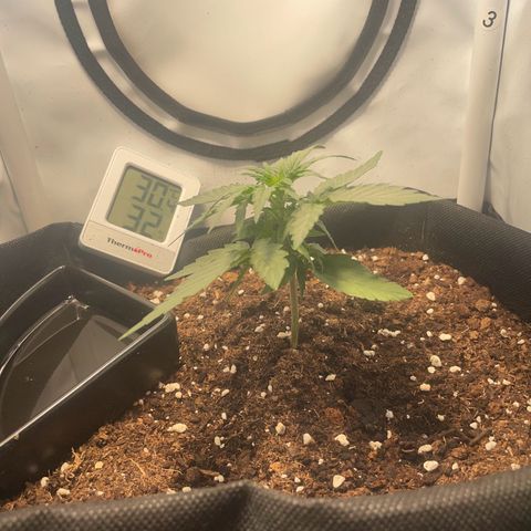 Quick One Auto - Royal Queen seeds  growlog photo: Man sieht schon die ersten Sitgmen. Erste Anzeichen der Blütephase 
Sie ist noch relativ klein mal schauen ob sie noch an Höhe gewinnt 